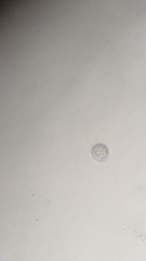 Mycena epipterygioides