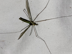 Leptotarsus albistigma