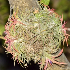 Tillandsia ionantha