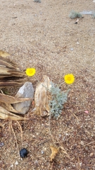 Baileya pleniradiata