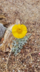 Baileya pleniradiata