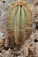Astrophytum ornatum