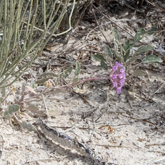 Abronia angustifolia