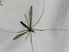 Leptotarsus albistigma