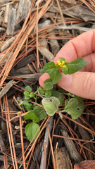 Calyptocarpus vialis