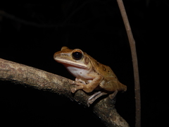Polypedates leucomystax