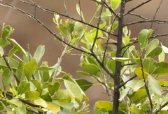 Basileuterus rufifrons