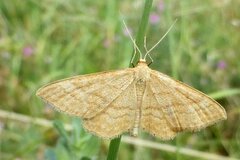 Idaea ochrata