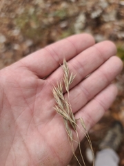 Bromus pubescens