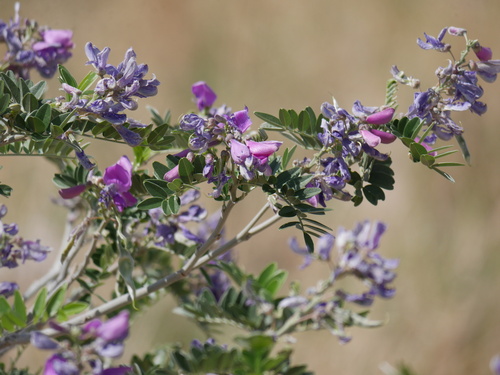 Cork Bush