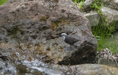 Cinclus leucocephalus