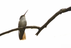 Saucerottia