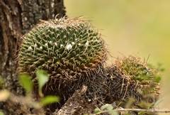 Mammillaria magnimamma