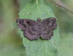 Staphylus hayhurstii