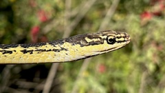 Masticophis aurigulus