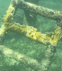 Millepora complanata