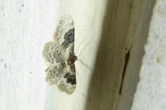 Idaea rusticata