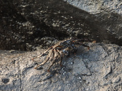 Grapsus adscensionis