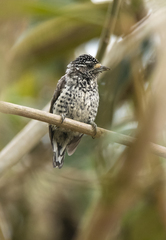 Picumnus dorbignyanus