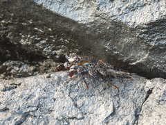 Grapsus adscensionis