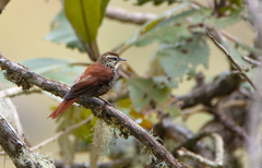 Margarornis squamiger