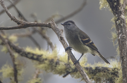 Tawny-rumped Tyrannulet (Tyranniscus uropygialis), photo 6