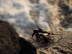 Grapsus adscensionis