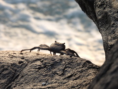 Grapsus adscensionis