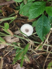 Leucocoprinus brebissonii