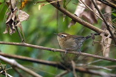 Troglodytes solstitialis