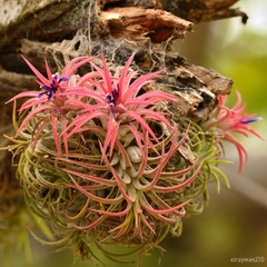 Tillandsia ionantha