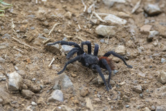 Theraphosinae
