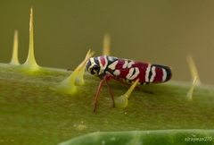 Agrosoma