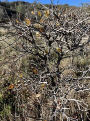 Quercus douglasii