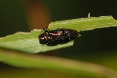 Taphrocerus gracilis