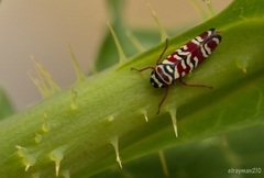 Agrosoma