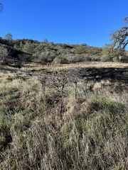 Quercus douglasii