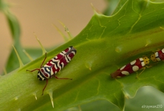 Agrosoma
