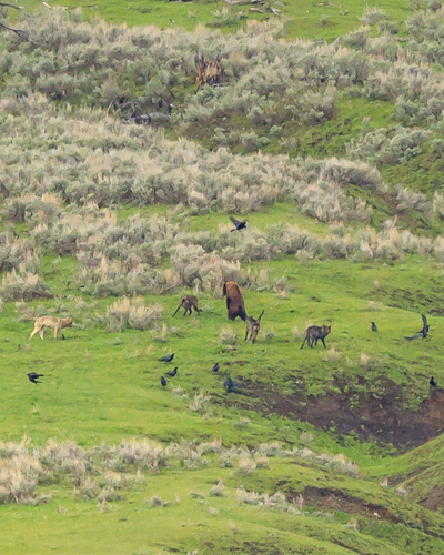 American Black Bear photographed in Wyoming