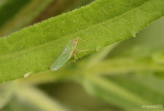 Draeculacephala soluta