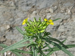 Erysimum grandiflorum