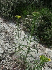 Erysimum grandiflorum