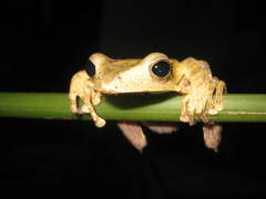 Polypedates pseudotilophus