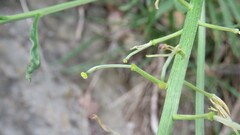 Erysimum grandiflorum