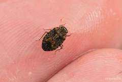 Ochterus