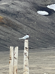 Sterna vittata gaini