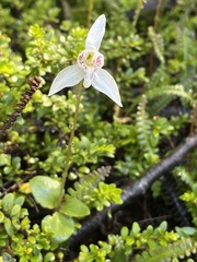 Codonorchis lessonii