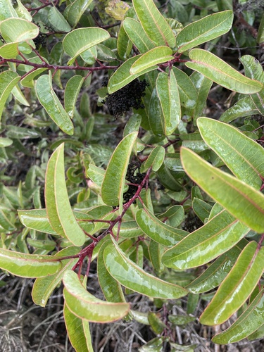 iNaturalist observation photo of laurel sumac