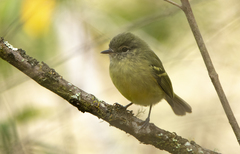 Phylloscartes ventralis