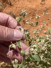Dicoria canescens
